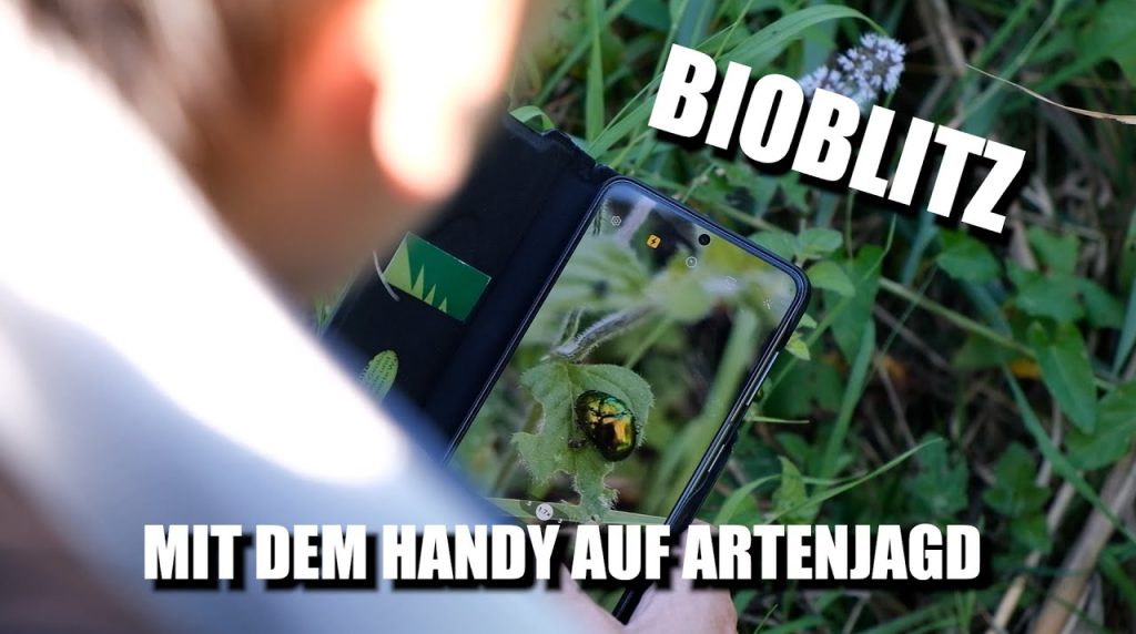 Bioblitz - Mit dem Handy auf Artenjagd